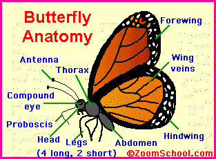 Monarch Butterfly Male