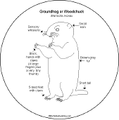 groundhog anatomy