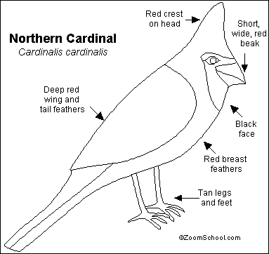 northern cardinal eating