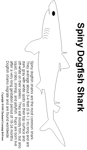 Spiny+dogfish+shark+anatomy