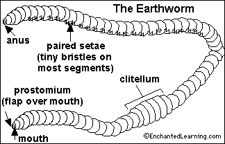diagram of worm