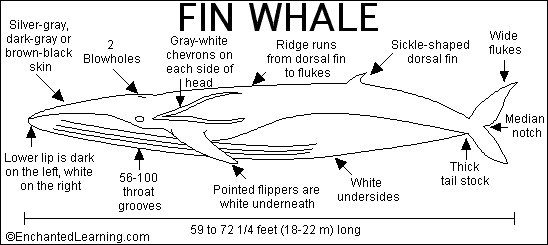 the fin whale