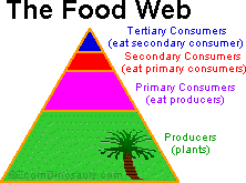 dinosaur food web
