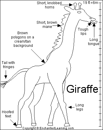 giraffes to draw