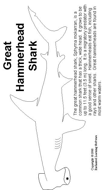 Shark Printout