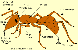 Ant Anatomy and Life Cycle