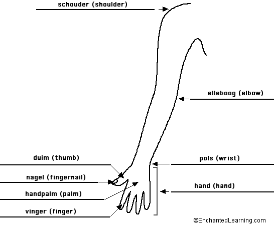 Label the Arm in Dutch - answers