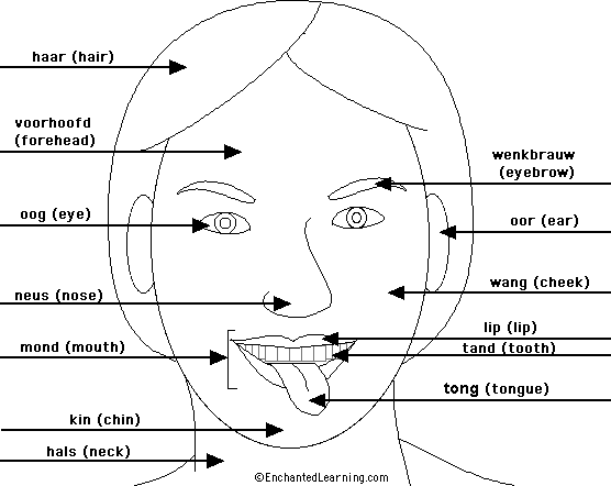 Label the head in Dutch - answers