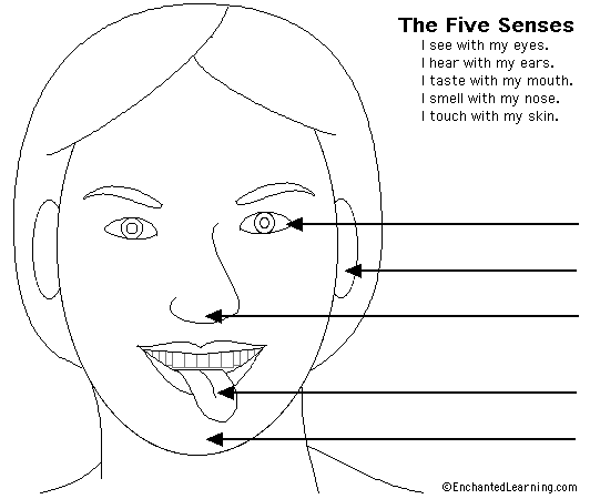 five senses pictures
