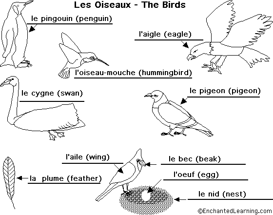 Label birds in French - answers