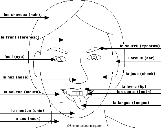 Label the head in French - answers