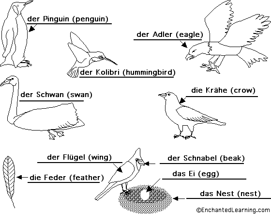 Label birds in German - answers