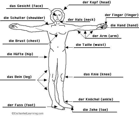 Label the body in German - answers