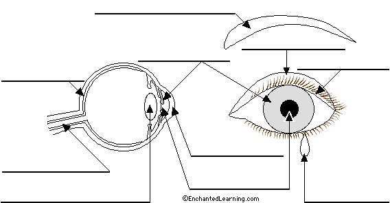 Label the eye in German