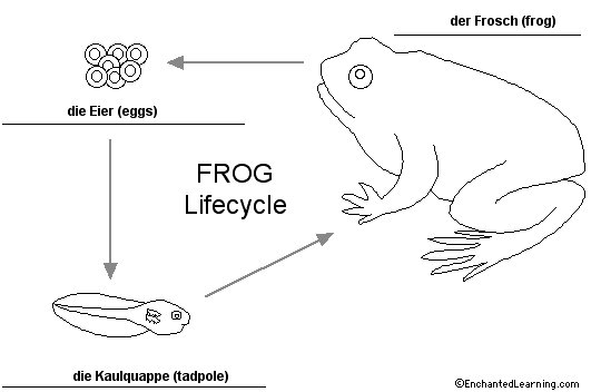 frog lifecycle to label