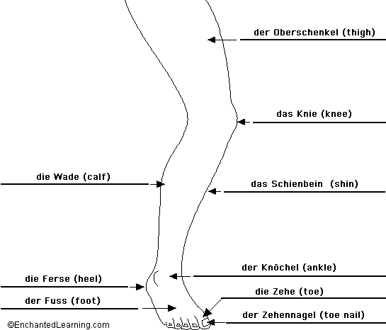 Label the Leg in German - answers