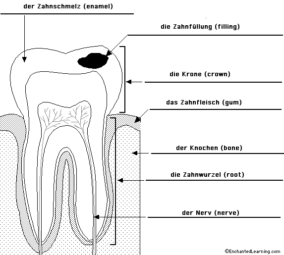 Label the Tooth in German - answers