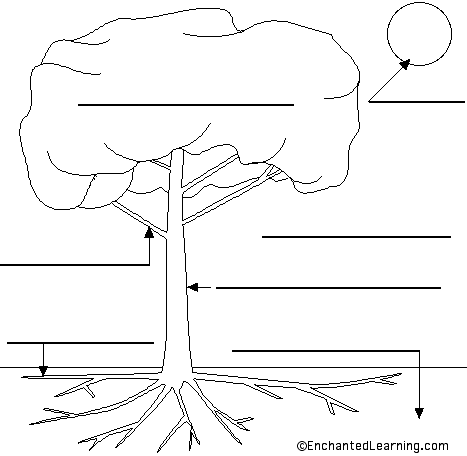 Label The Tree (der Baum) In German Printout - Enchantedlearning.com