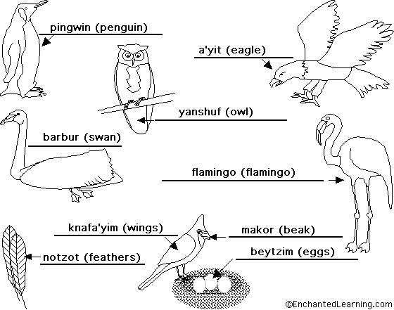 Label the birds in Hebrew - answers
