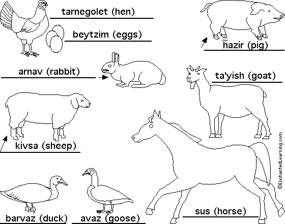 Label the farmanimals in Hebrew - answers