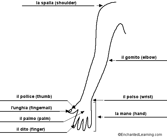 Label the Arm in Italian - answers