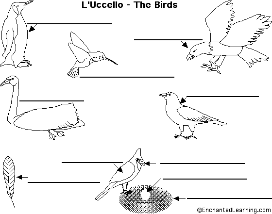 Label birds in Italian