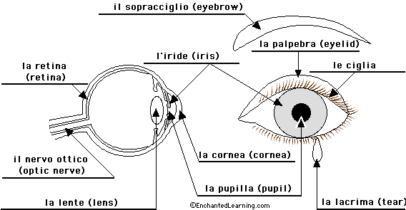 Label the eye in Italian - answers