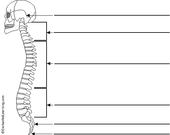 Label the spine in Italian