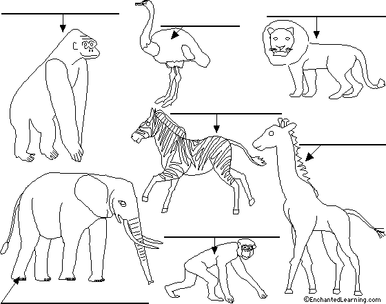 Label African animals in Portuguese