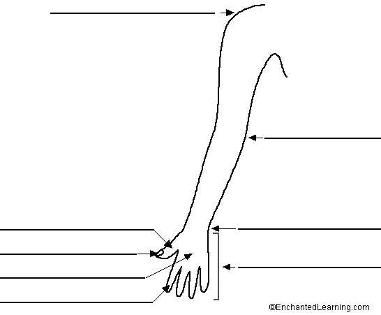 Label the arm in Portuguese
