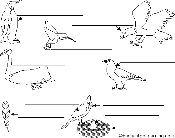 Label birds in Portuguese