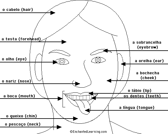 Label the head in Portuguese - answers