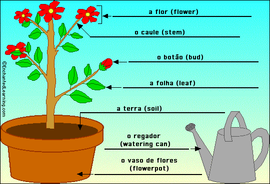 Label the flowering plant in Portuguese - answers