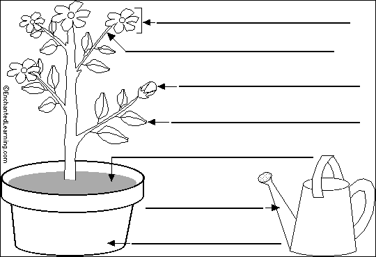 Label the flowering plant in Portuguese