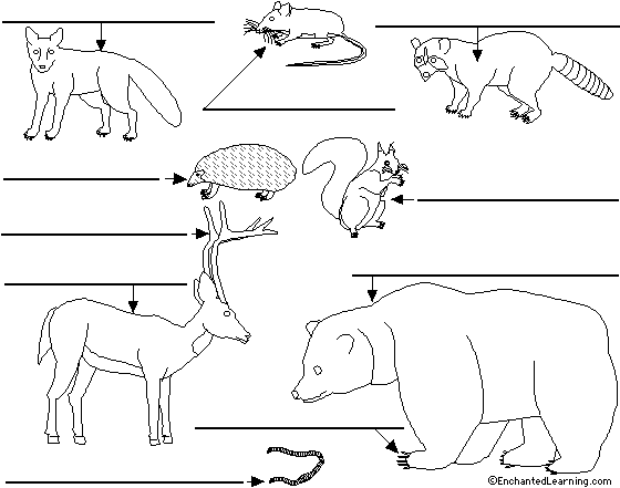 Label forestanimals in Portuguese