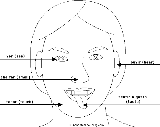 Label the Senses in Portuguese - answers