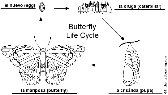 metamorphosis of a butterfly. metamorphosis of a utterfly