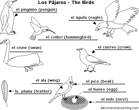 Label birds in Spanish - answers