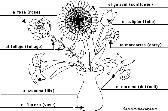 Label the flowers plant in Spanish - answers