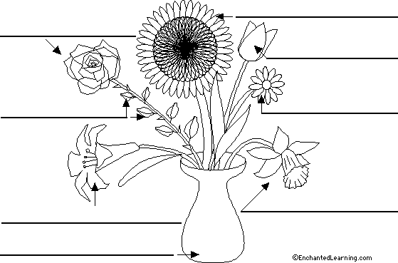 Label the flowers in Spanish
