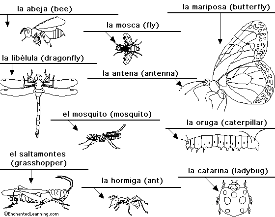 Insects to label