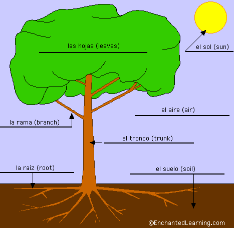 Label the tree in Spanish - answers