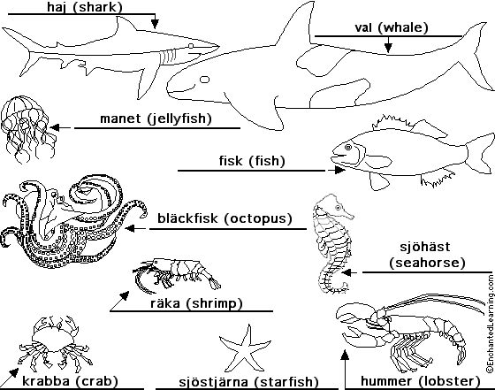 Label Sea Animals in Swedish - answers