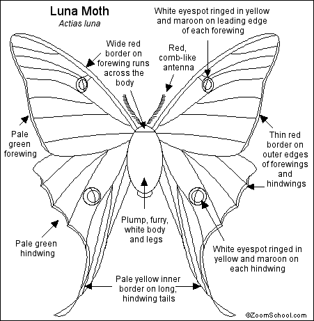 Luna Moth Wings