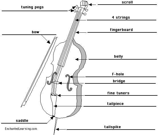Label the cello - answers