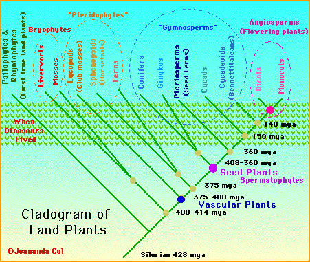 mesozoic era plants