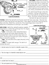 Butterfly and Moth Printouts - EnchantedLearning.com
