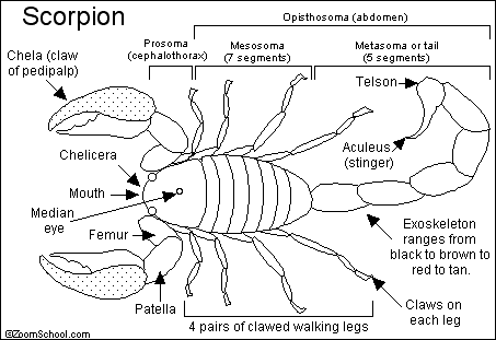 ancient scorpions