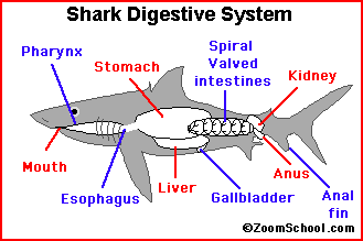 digestive system games