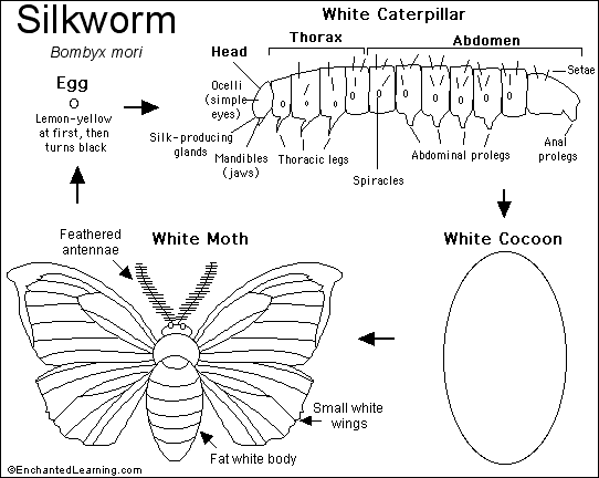Pics Of Silkworms